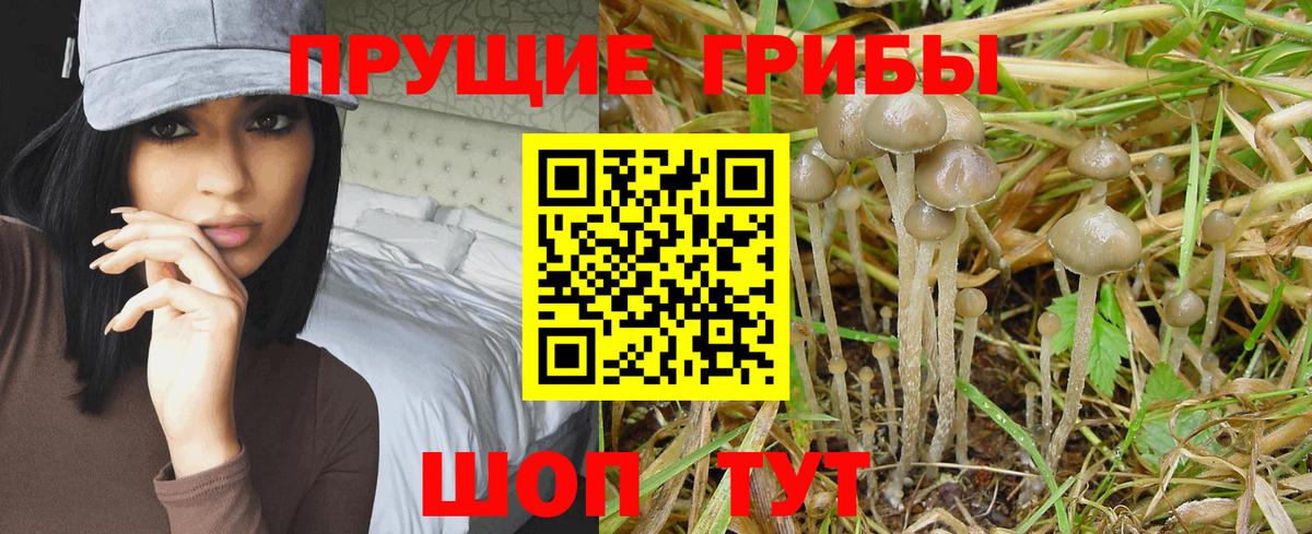 Галлюциногенные грибы Cubensis  Псилоцибиновые грибы мицелий  Зеленокумск  Вход с VPN 
